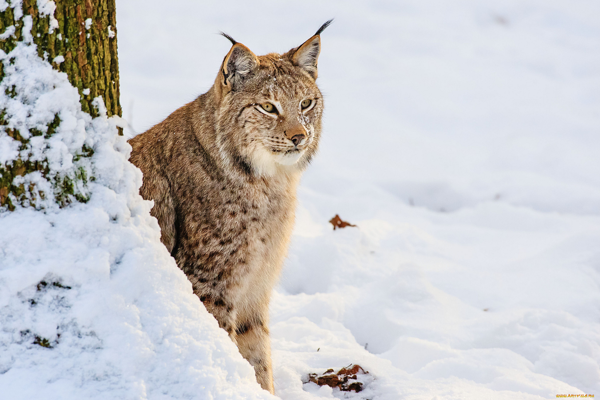 Рысь в снегу. Рысь - Lynx Lynx (Linnaeus, 1758). Рысь Сибирская краснокнижная. Якутская Рысь. Рысь Лесная кошка.